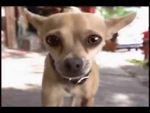 Taco Bell Dog - Taco Bell | Clapboard Ad Archive