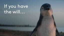 Bank of Melbourne Bets on a Penguin to Sell Victorian Ambition — archive collection thumbnail