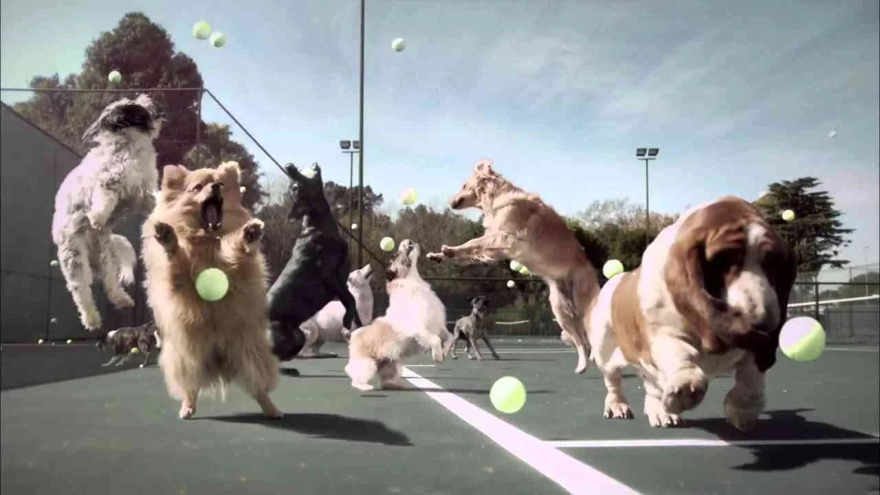 Fetch - Jungle Energy Bar | Clapboard Ad Archive