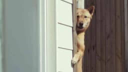 Song of Sad Dogs - Kleenex | Clapboard Ad Archive — archive collection thumbnail