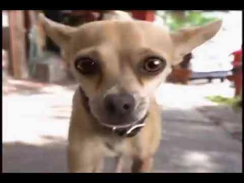 Taco Bell Dog - Taco Bell | Clapboard Ad Archive