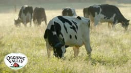 Protecting Where Your Food Comes From - Organic Valley | Clapboard Ad Archive — archive collection thumbnail