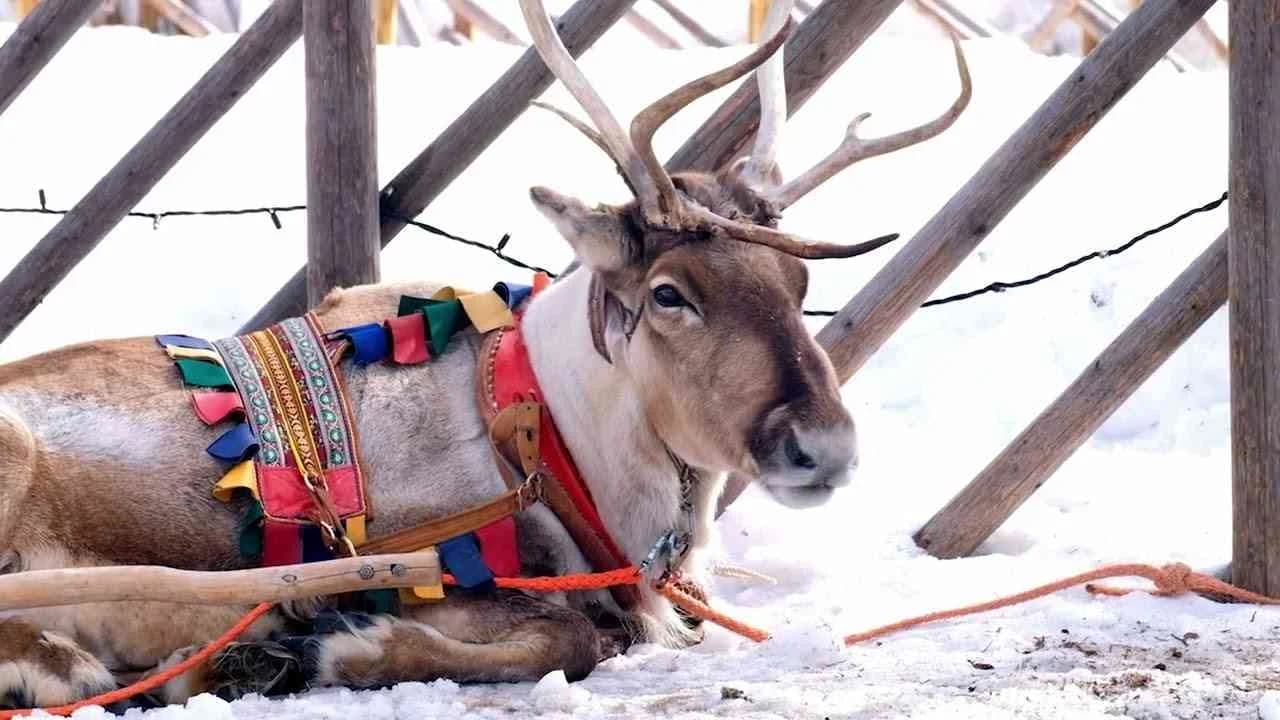 Celebrity Spokesdeer - Rhode Island Lottery | Clapboard Ad Archive
